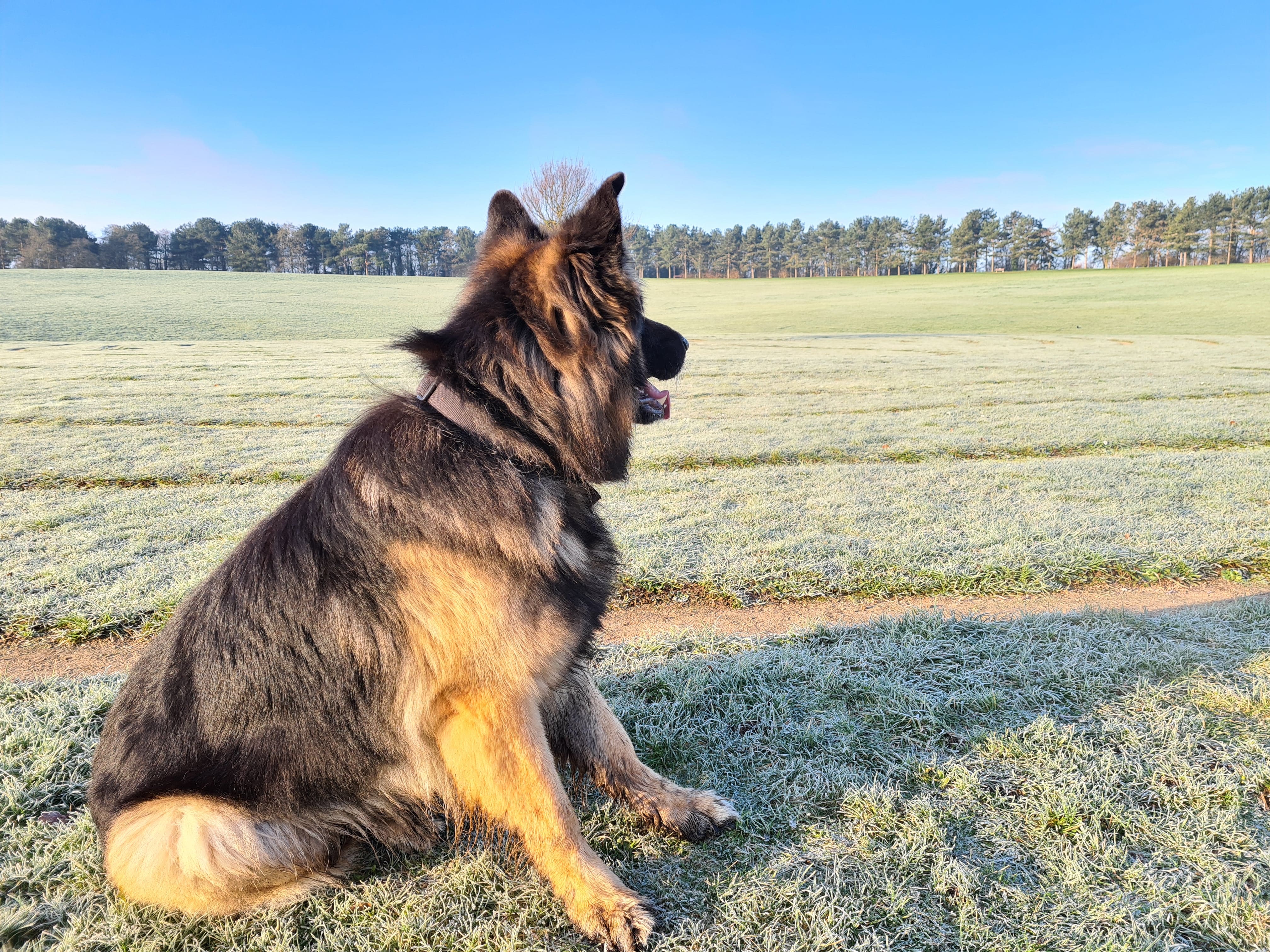 Blog Post link with image of German Shepherd dog